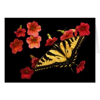 Tiger Swallowtail on Red Flowers