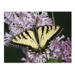 Tiger Swallowtail Postcards