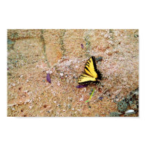 Tiger Swallowtail posters