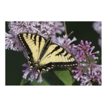 Tiger Swallowtail posters