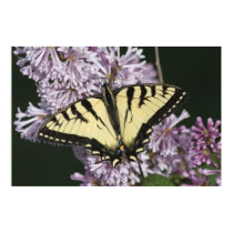 Tiger Swallowtail posters