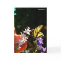 Tiger Swallowtail-Thinking of You cards by codfishlady Tiger Swallowtail-Thinking of You cards