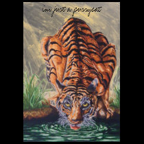 tiger tea shirt