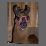 TIGER THE LlAMA posters