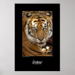 Tiger Tiger posters
