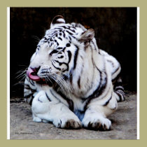 Tiger Tongue posters