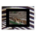 Tiger Triplets cards