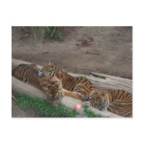 Tiger Triplets postcards