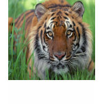 Tiger t-shirts