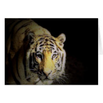 Tiger Walk cards by JennieM Tiger Walk cards