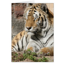 tiger wild animal zoo tigers cards