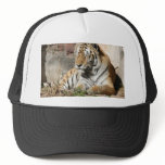tiger wild animal zoo tigers trucker hats