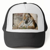 tiger wild animal zoo tigers trucker hats