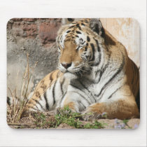 tiger wild animal zoo tigers usepad