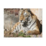 tiger wild animal zoo tigers postcard