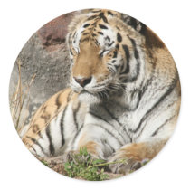 tiger wild animal zoo tigers round sticker