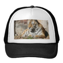 tiger wild animal zoo tigers trucker hats