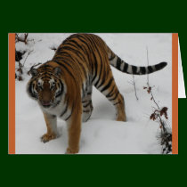Tiger - wild cat card