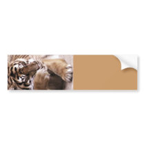Tiger with a heart_ bumper stickers