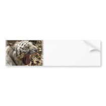 Tiger Yawn Bumper Sticker