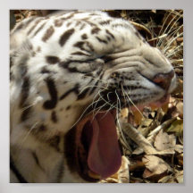 Tiger Yawn Poster Print