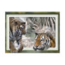 Tiger, Zebra, Giraffe, Lovers Gifts Postcard