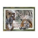 Tiger, Zebra, Giraffe, Lovers Gifts Postcard