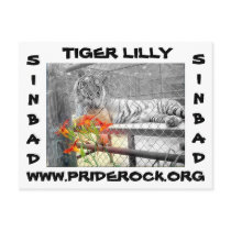 TigerLilly Postcard