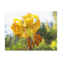 Tigerlily postcards by 2tigerlily Tigerlily postcards
