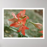 Tigerlily Posters
