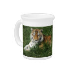 tigers-4-6 drink pitchers