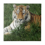 tigers-4-6 tile