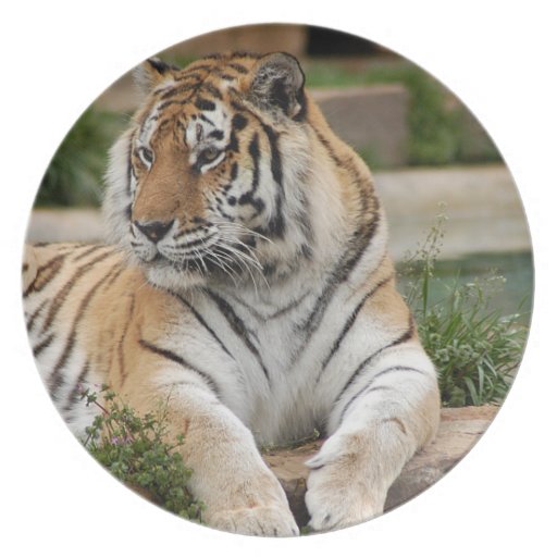 tigers-4-9 plates