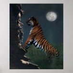 Tigers climb poster