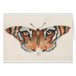tiger's eye butterfly card