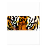 TIGER'S EYE'S_ POSTCARDS