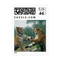 Tigers fighting postage 321 stamps