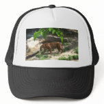 Tigers hats
