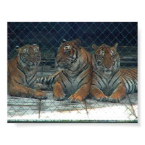 Tigers in Thailand posters