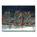 thailand, samui, island, tiger, show, animals, - party travel