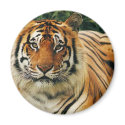 Tigers in the Wild Photos - Cards, Tees, Gifts magnets by naturetees Tigers in the Wild Photos - Cards, Tees, Gifts magnets