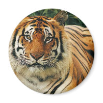 Tigers in the Wild Photos - Cards, Tees, Gifts magnets