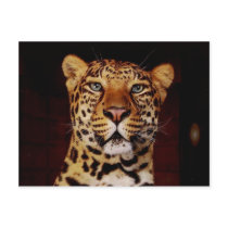 Tigers in the Wild Photos - Cards, Tees, Gifts Post Card