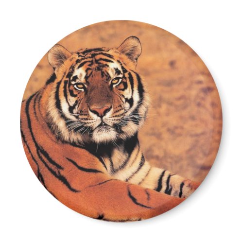 Tigers in the Wild Photos on Cards, Tees, Gifts magnet