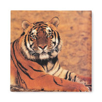 Tigers in the Wild Photos on Cards, Tees, Gifts magnets