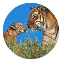 Tigers in the Wild Photos on Cards, Tees, Gifts Sticker