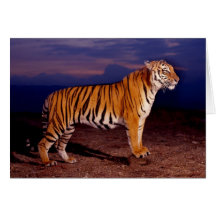 Tigers in the Wild Photos on Tees, Cards, Gifts