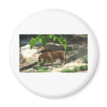 Tigers Refrigerator Magnets