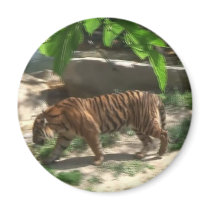 Tigers Fridge Magnets