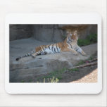 Tigers Mouse Pads